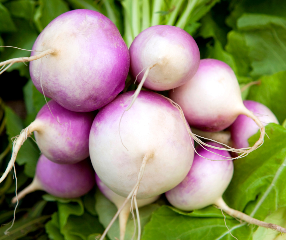 A bundle of purple and white turnips and green leaves